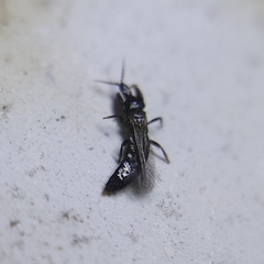 Thysanoptera
