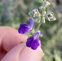 Scutellaria potosina