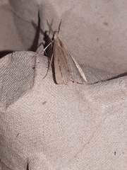 Macrochilo orciferalis