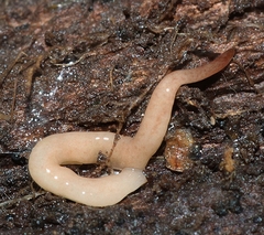 Argonemertes australiensis