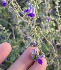 Scutellaria potosina