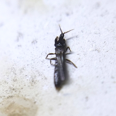 Thysanoptera