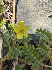 Tribulus taiwanense