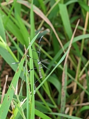 Bittacomorpha clavipes
