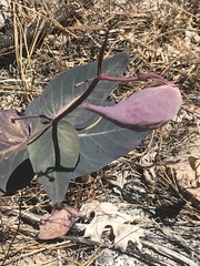 Asclepias cordifolia