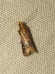 Eulogia ochrifrontella