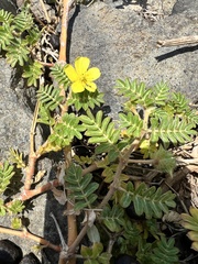 Tribulus taiwanense