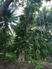 Epipremnum aureum