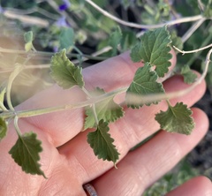 Scutellaria potosina