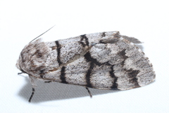 Panthea furcilla