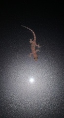 Hemidactylus turcicus