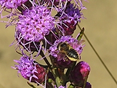 Megachile