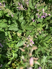 Desmodium illinoense