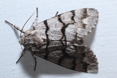 Panthea furcilla