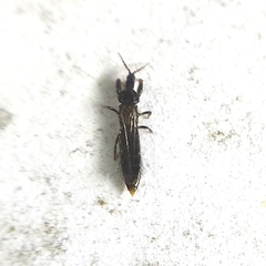 Thysanoptera