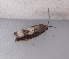 Eucosma parmatana