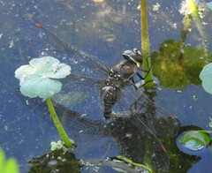 Rhionaeschna multicolor