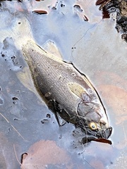 Micropterus dolomieu