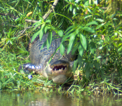 Alligator mississippiensis
