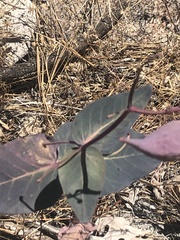 Asclepias cordifolia
