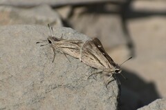Lepidoptera
