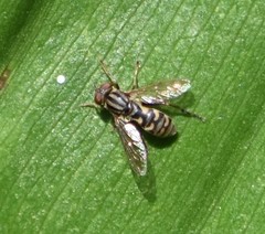 Anasimyia