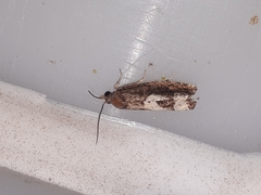 Eucosma parmatana