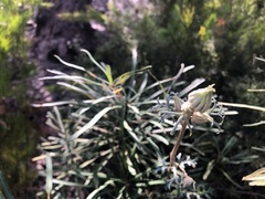 Actinotus helianthi