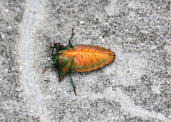 Piezosternum subulatum