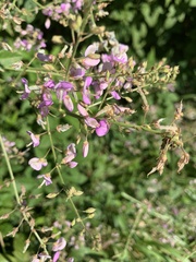 Desmodium illinoense