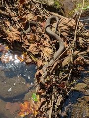 Nerodia sipedon sipedon