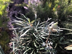 Actinotus helianthi
