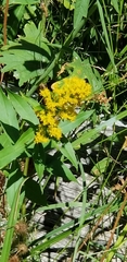 Solidago lepida