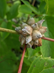 Ampelomyia vitiscoryloides