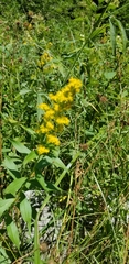 Solidago lepida