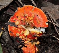 Amanita xanthocephala