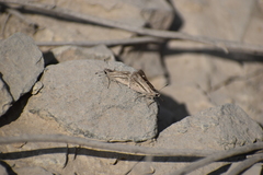 Lepidoptera