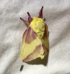 Dryocampa rubicunda