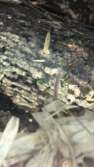 Myriapoda