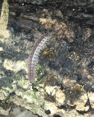 Myriapoda