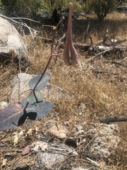 Asclepias cordifolia