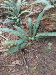 Struthiopteris spicant