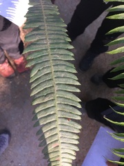 Struthiopteris spicant