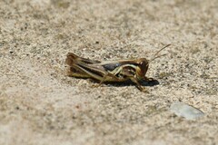 Melanoplini