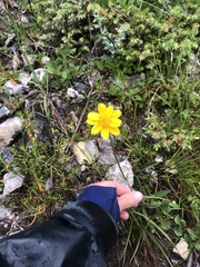 Arnica griscomii