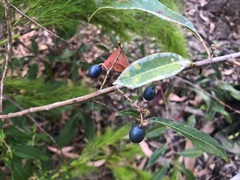 Elaeocarpus reticulatus