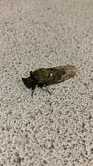 Neotibicen pruinosus