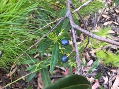 Elaeocarpus reticulatus