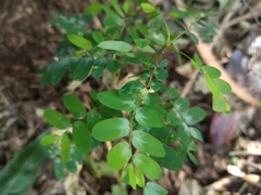 Phyllanthus niruri