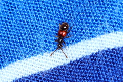 Pselaphinae